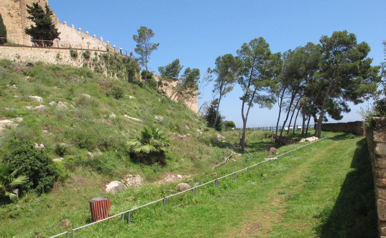 Algunos de los pinos que hay en el castillo de Dénia. 