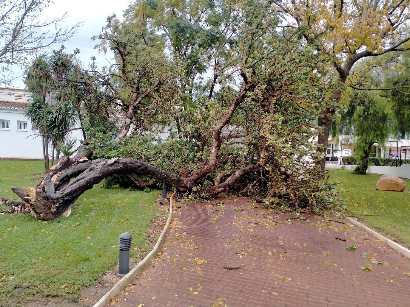 Un árbol caído en Loriguilla a causa de las fuertes lluvias.