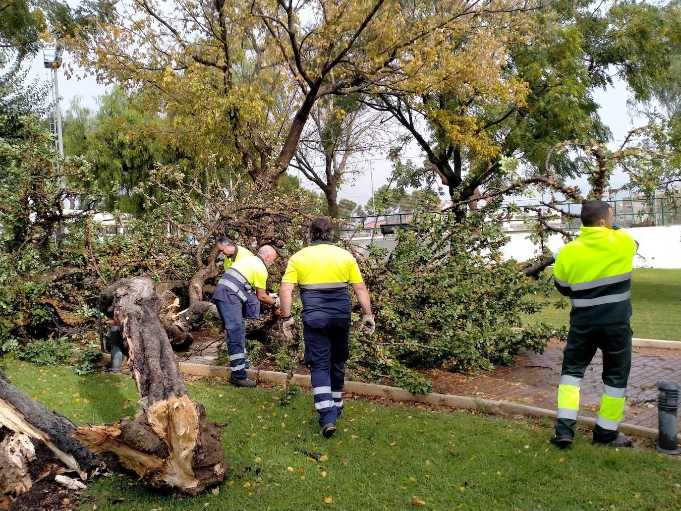 Un árbol caído en Loriguilla a causa de las fuertes lluvias.