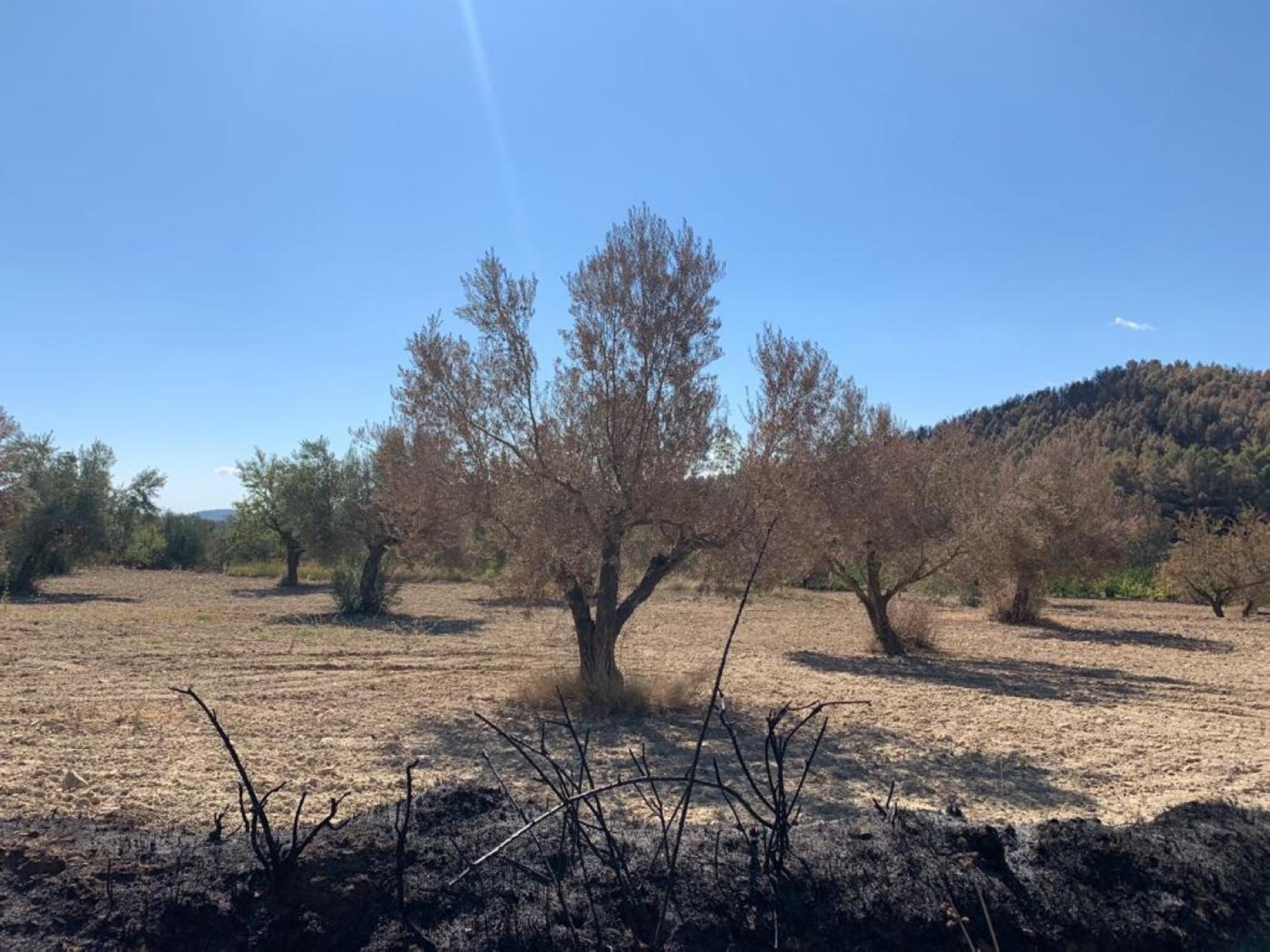 Paisaje negro.El fuego quemó muchos olivos y el ánimo de sus propietarios.