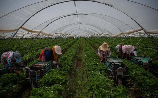 Recolectores de fresas trabajando en un invernadero en Ayamonte, Huelva.