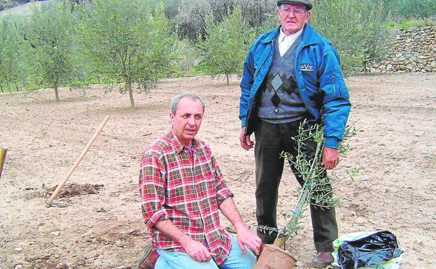 Herencia. José Llobat, junto a su padre, de quien heredó su amor a la tierra, el día que plantó unos olivos. 