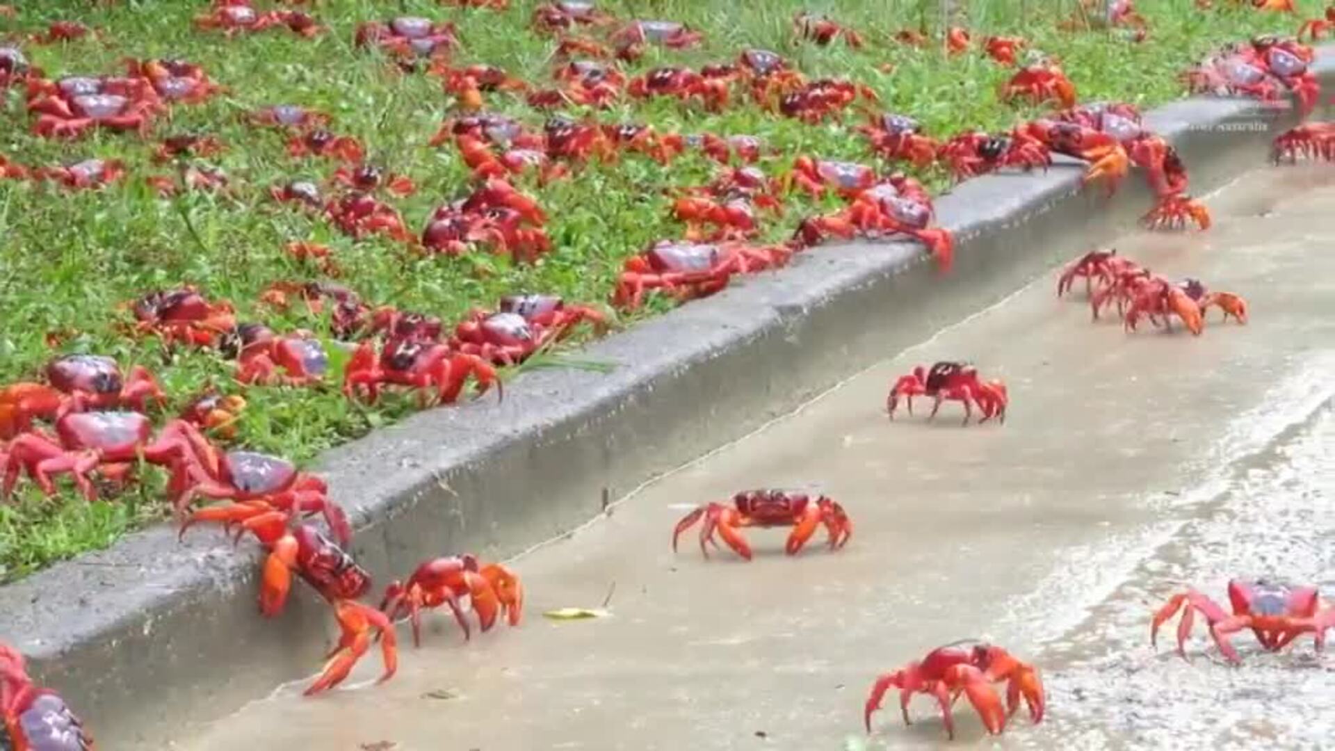 Millones de cangrejos rojos comienzan su migración anual en la australiana Isla de Navidad