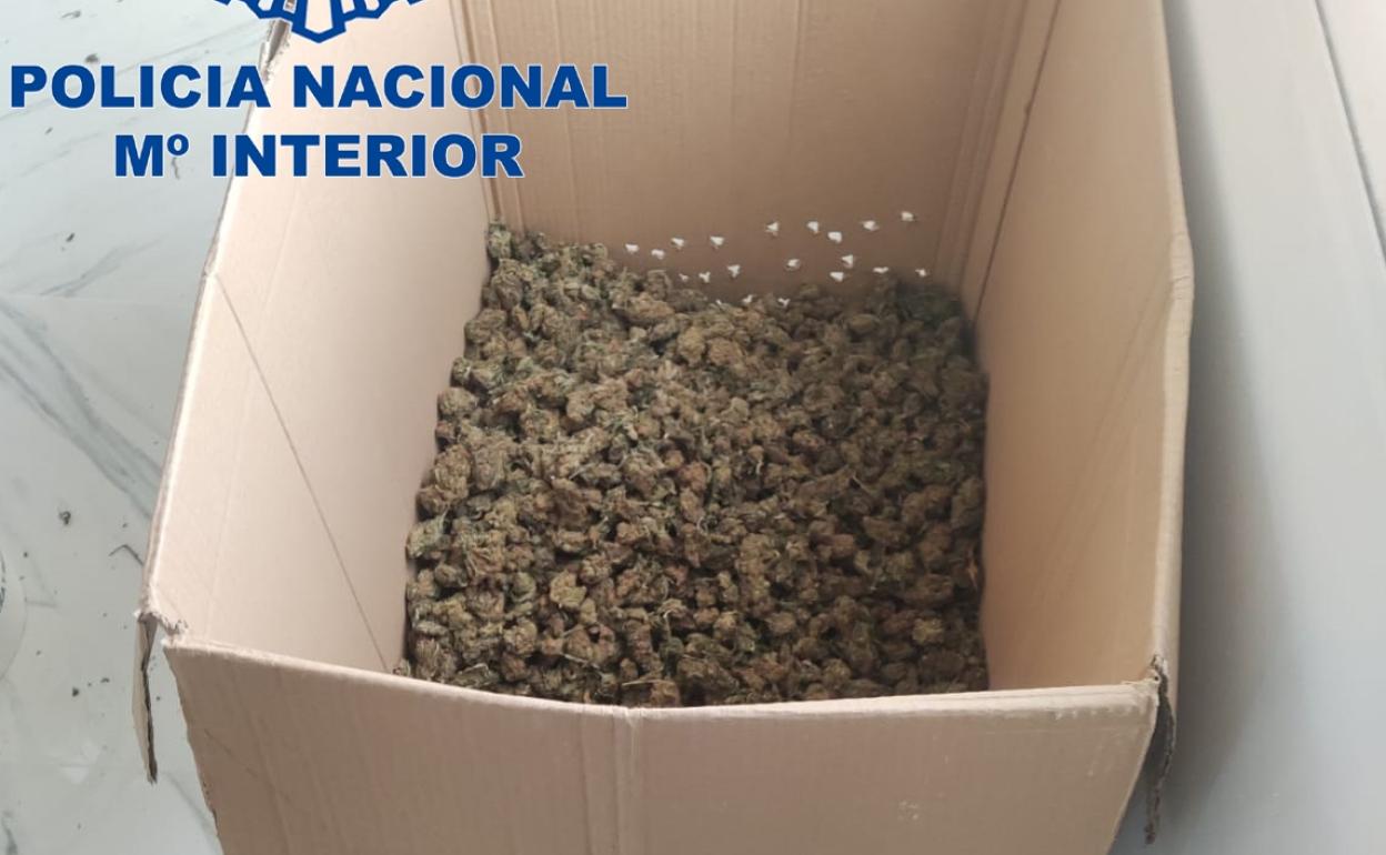 Cogollos de marihuana aprehendidos en Algemesí. 