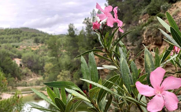 La vegetación abunda durante toda la ruta. 