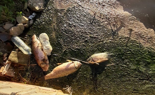 Imagen principal - Los peces muertos y un campo de arroz con la paja. 