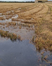 Imagen secundaria 2 - Los peces muertos y un campo de arroz con la paja. 