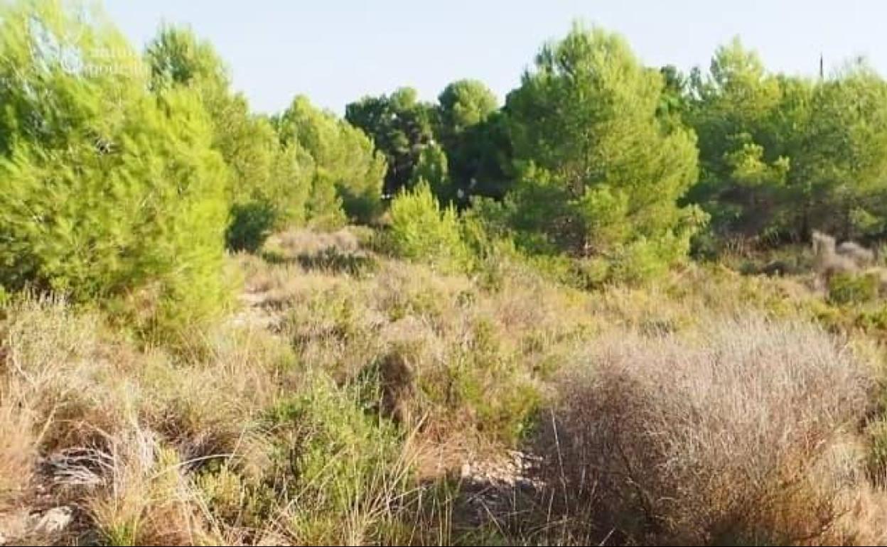 El sector afectado por el PAI. 