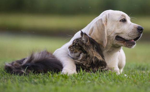 Maine Coon; así es (y cuesta) el gato que puede llegar a pesar como un perro