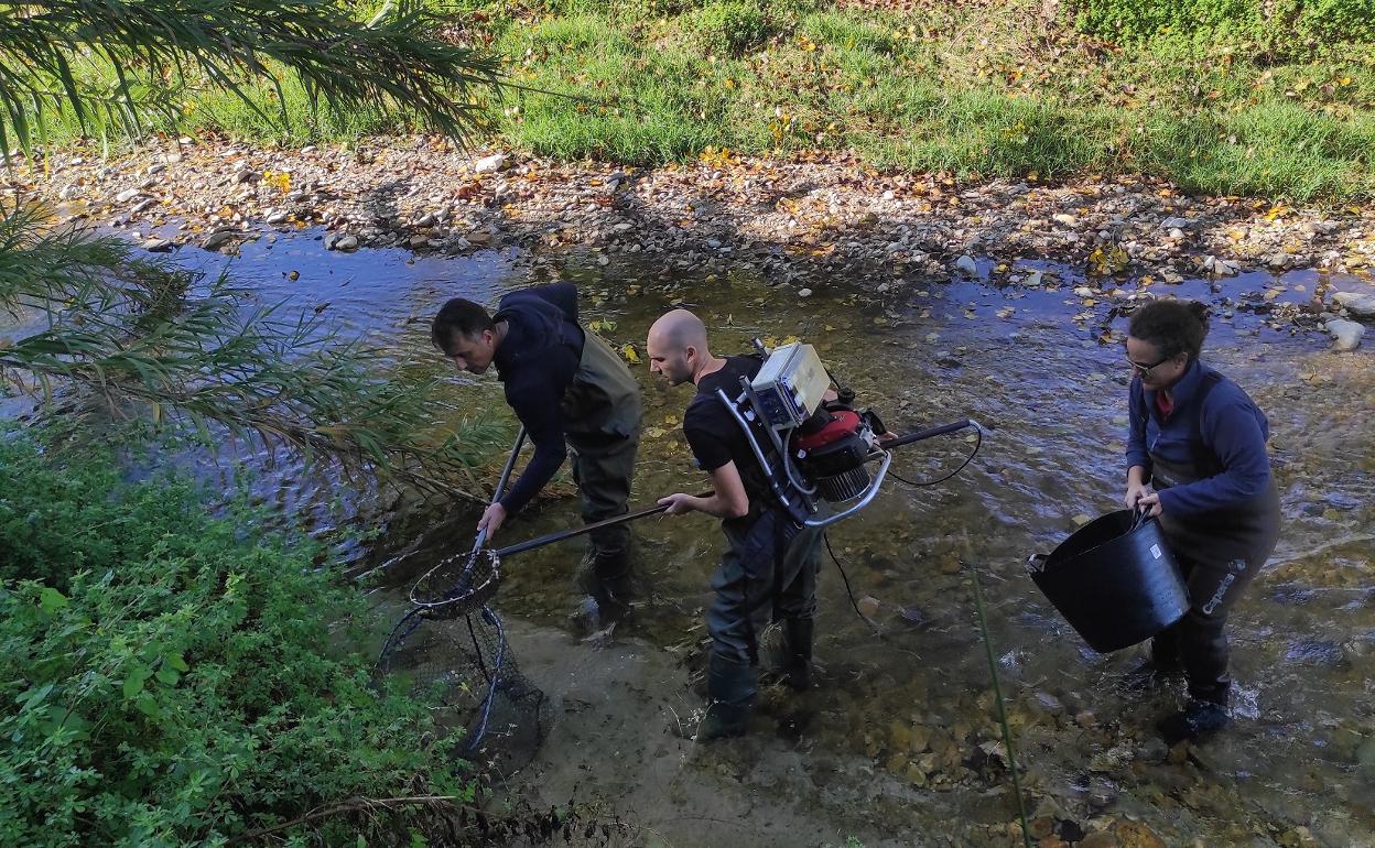 Pesca para recoger muestras en el río Albaida. 