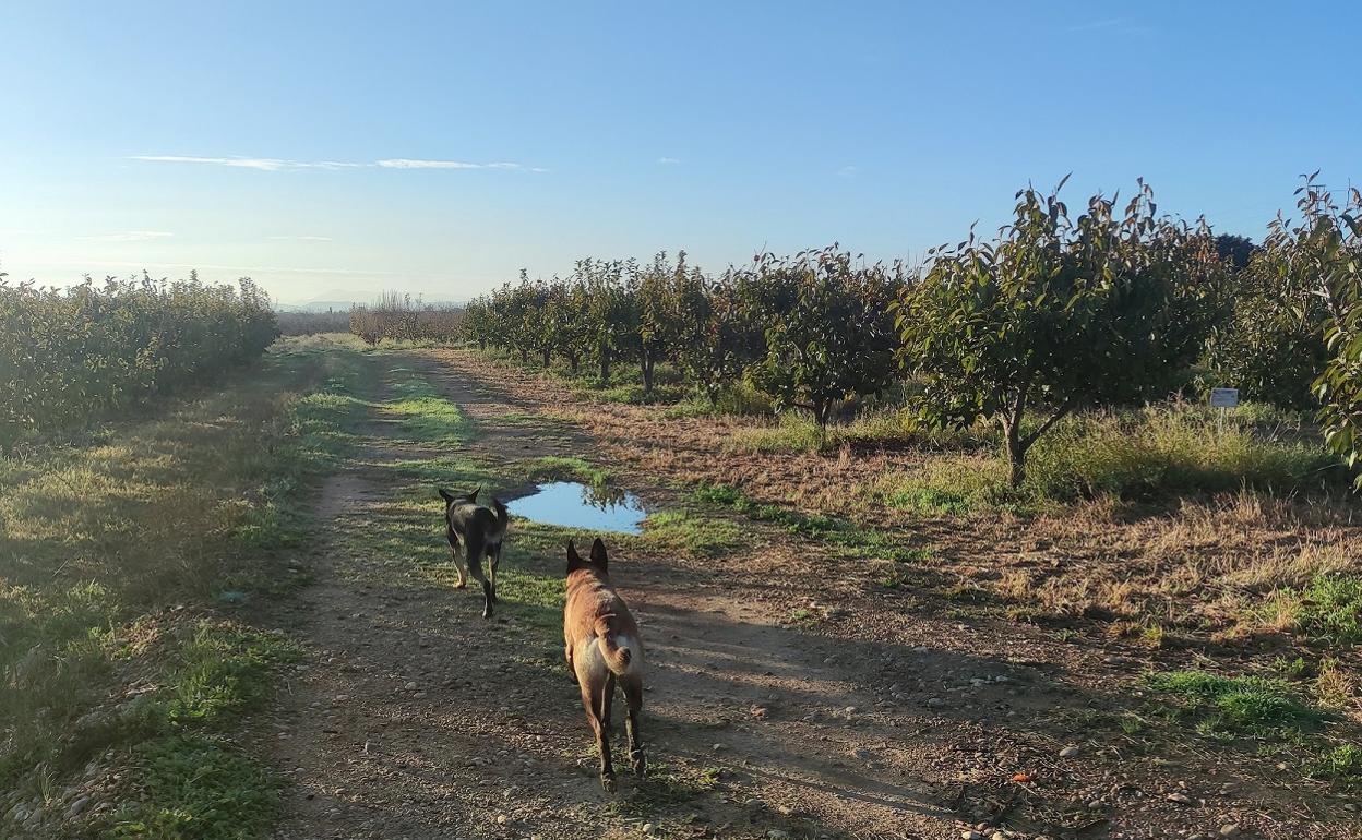 Carlet celebra su primera caminata canina. 