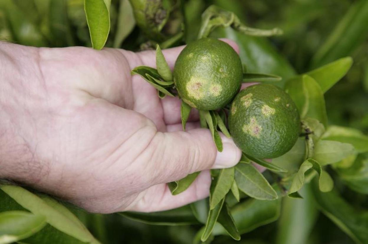 Pequeños frutos de mandarinas, dañados por una tormenta de pedrisco en su primera fase de desarrollo. 