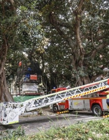 Imagen secundaria 2 - Actuación de poda de un ficus de la Gran Vía. 