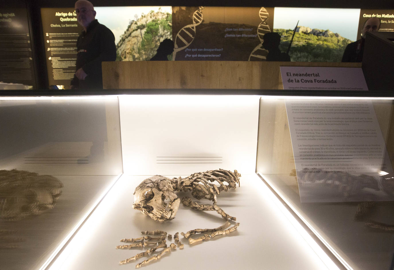 Fotos: Presentación del esqueleto neandertal en el museo de prehistoria de Valencia