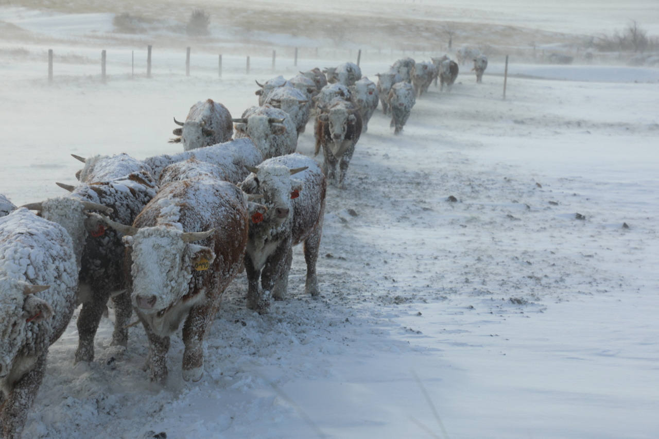 Sturgis (Dakota del Sur)