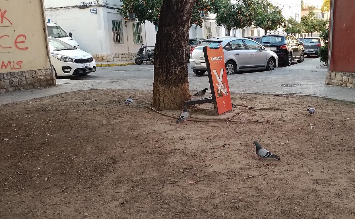 Palomas en el barrio del Carmen de Xàtiva, junto al punto de alimentación para los gatos callejeros. 