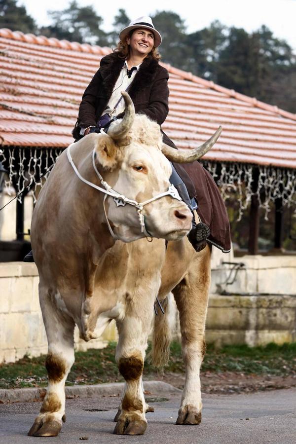 Fotos: Aston, el toro que se cree un caballo