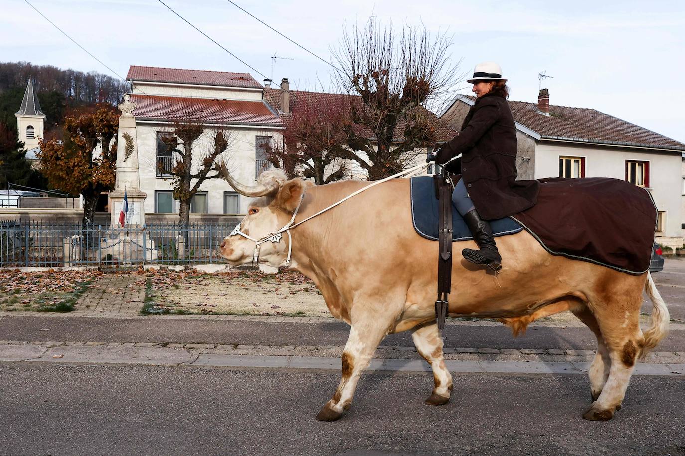 Fotos: Aston, el toro que se cree un caballo