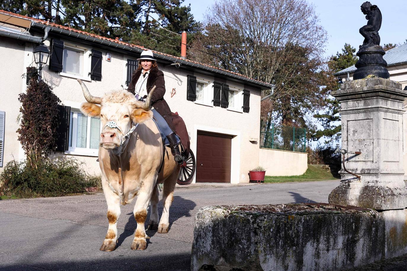 Fotos: Aston, el toro que se cree un caballo