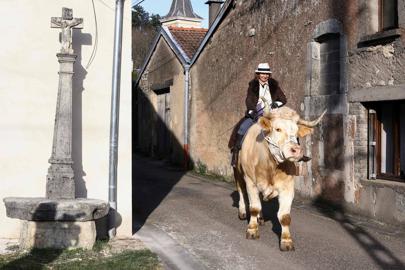 Fotos: Aston, el toro que se cree un caballo