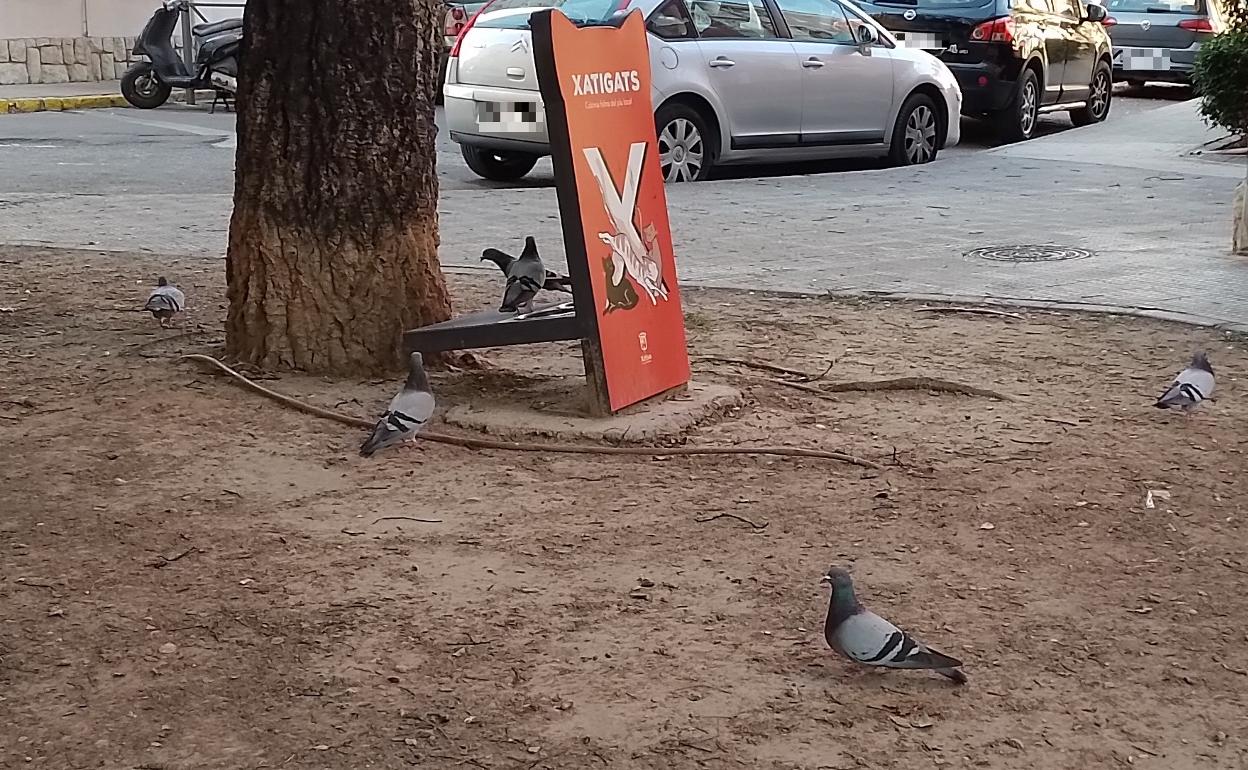 Palomas en el barrio del Carmen de Xàtiva. 