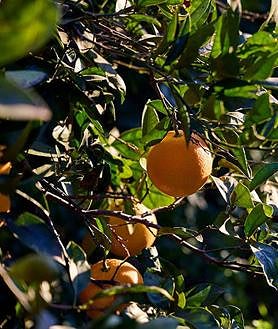 Imagen secundaria 2 - Antonio Conchell, agricultor y exprofesor de la Escuela de Formación Agraria.
