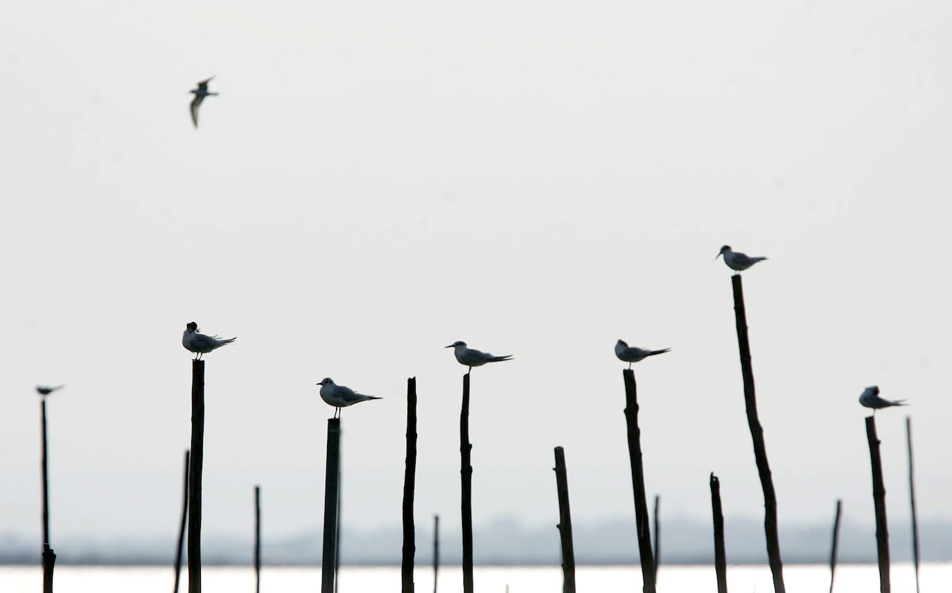 Aves en la Albufera de Valencia.