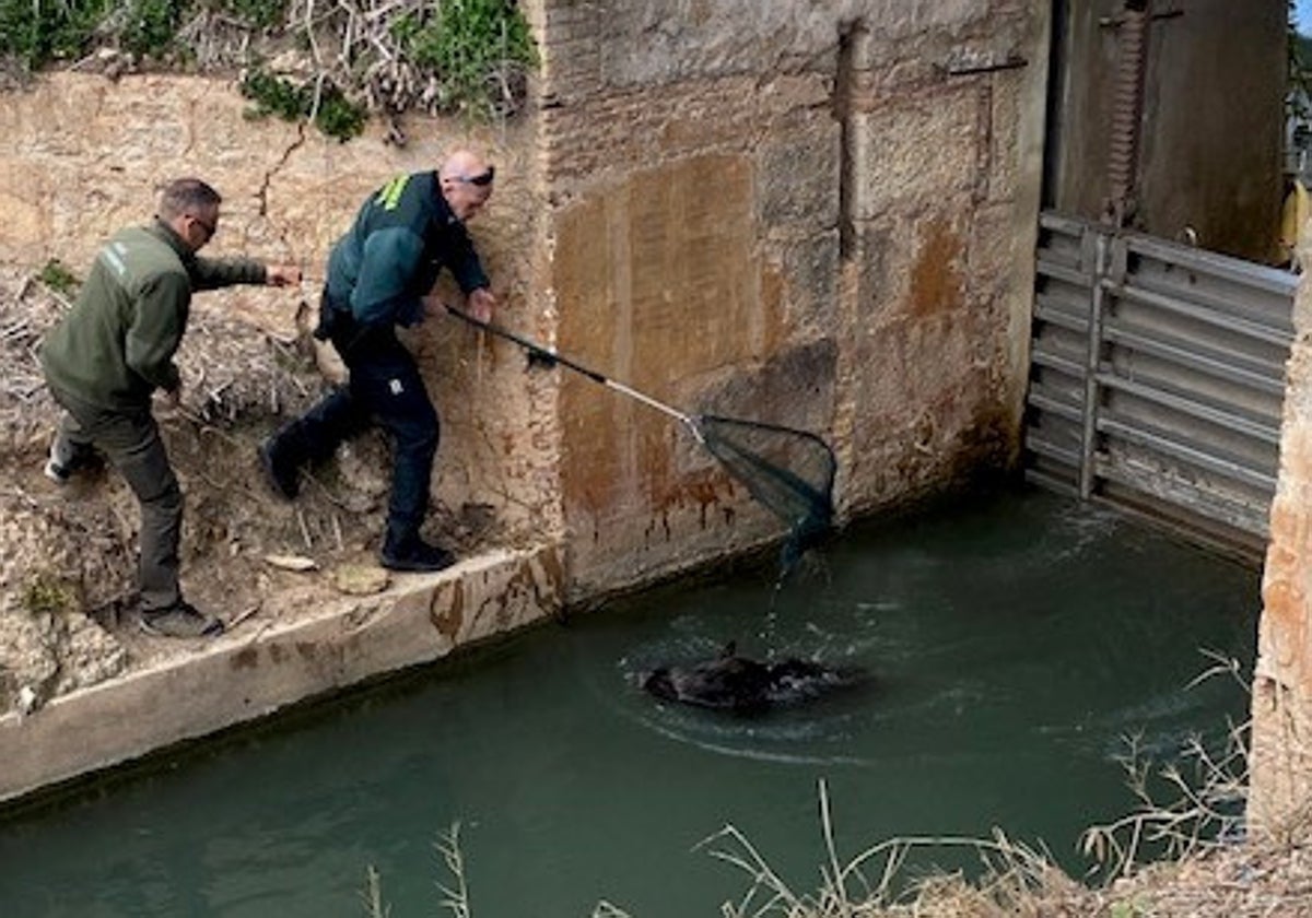 Un momento del rescate del jabalí.