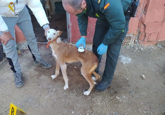 Uno de los perros que fueron hurtados.