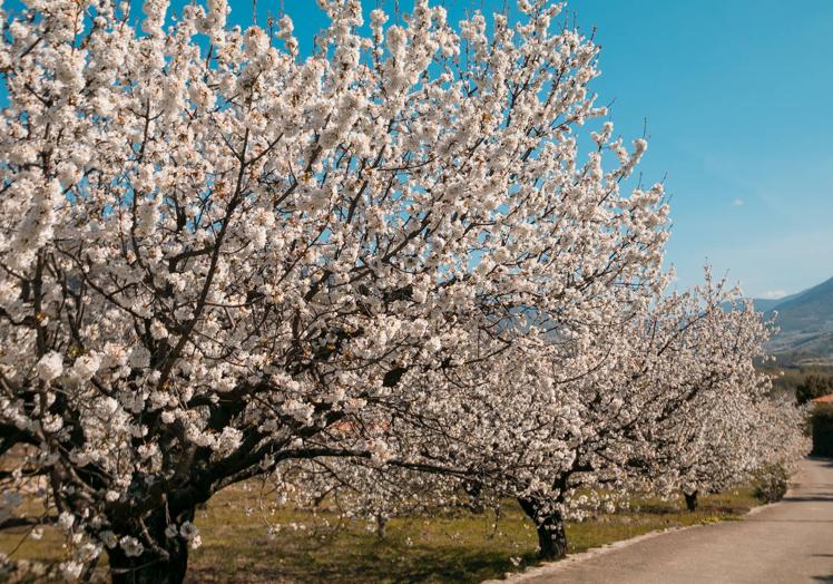 Fiesta del Cerezo en Flor en Valle del Jerte.