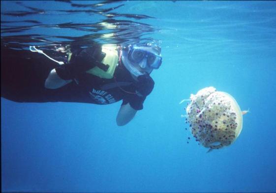 Una medusa en el mar.