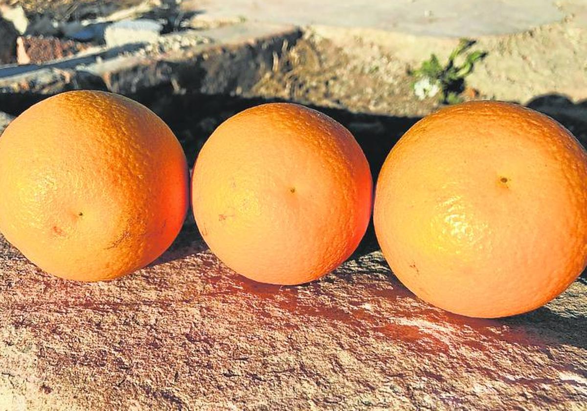 Salustianas. Como todas las naranjas del grupo 'blancas', no tienen 'ombligo', sólo un punto recuerda el estilo de la flor.