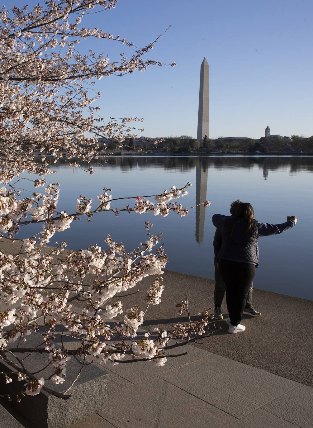 La belleza de los icónicos cerezos en flor de Washington