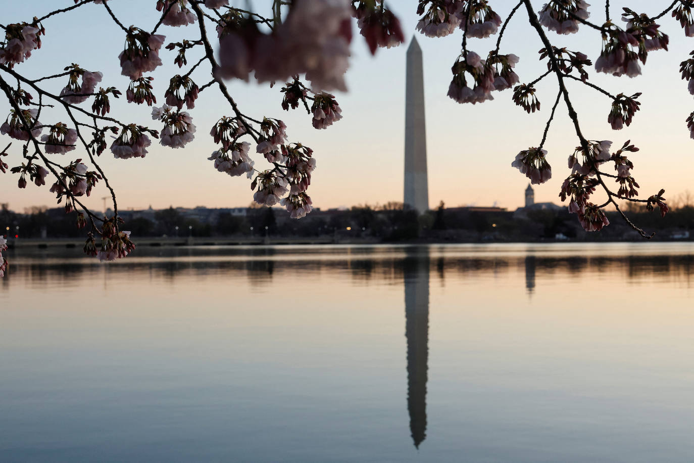 La belleza de los icónicos cerezos en flor de Washington