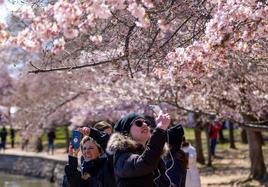 La belleza de los icónicos cerezos en flor de Washington