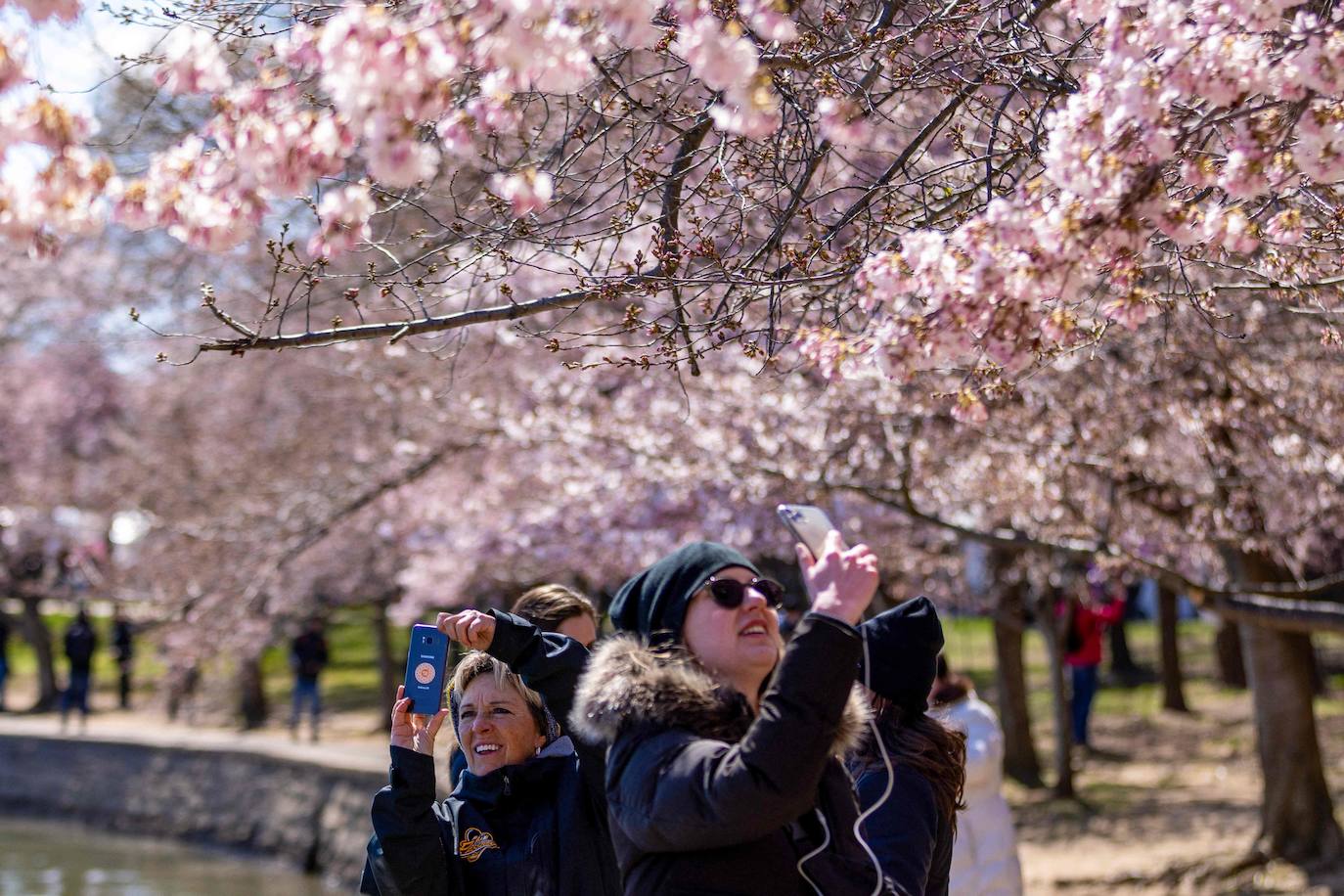 La belleza de los icónicos cerezos en flor de Washington