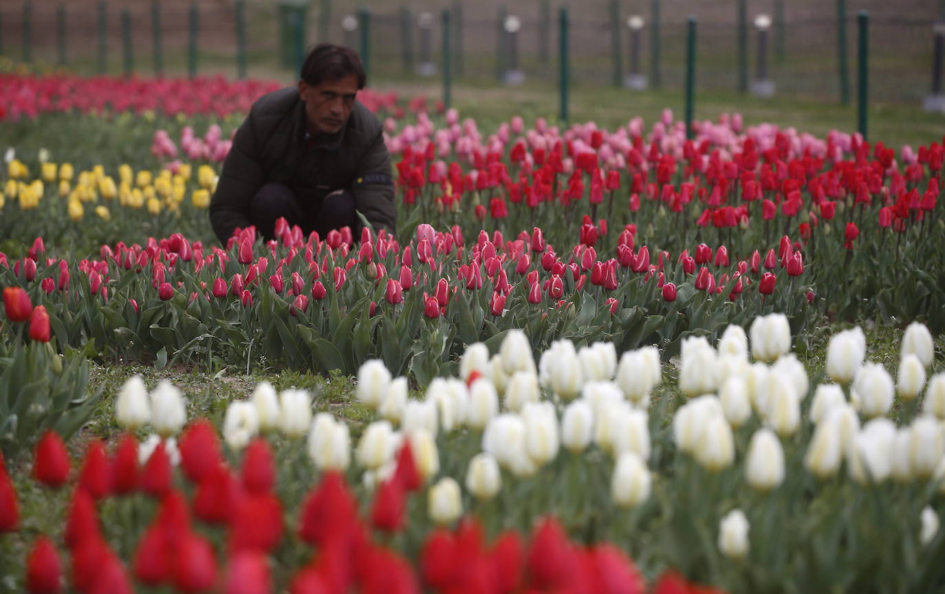 Espectáculo de color en el jardín de tulipanes más grande de Asia