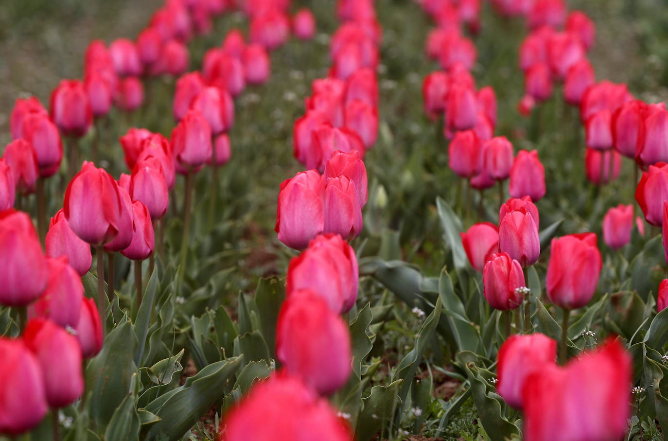 Espectáculo de color en el jardín de tulipanes más grande de Asia