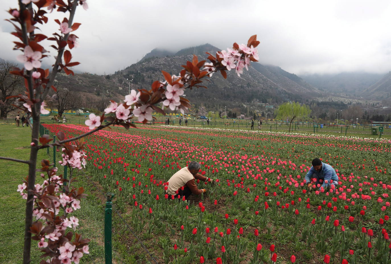 Espectáculo de color en el jardín de tulipanes más grande de Asia