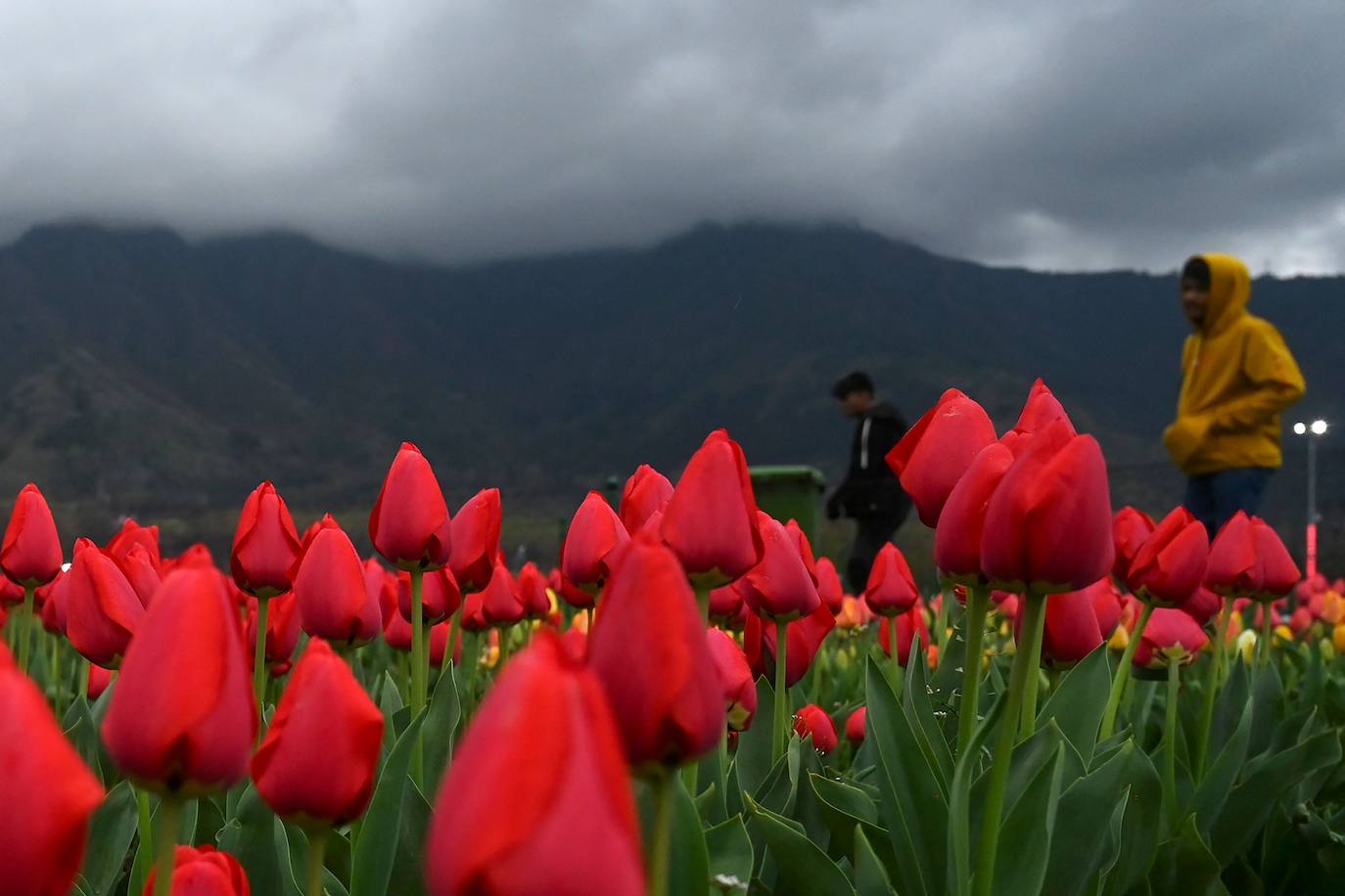 Espectáculo de color en el jardín de tulipanes más grande de Asia