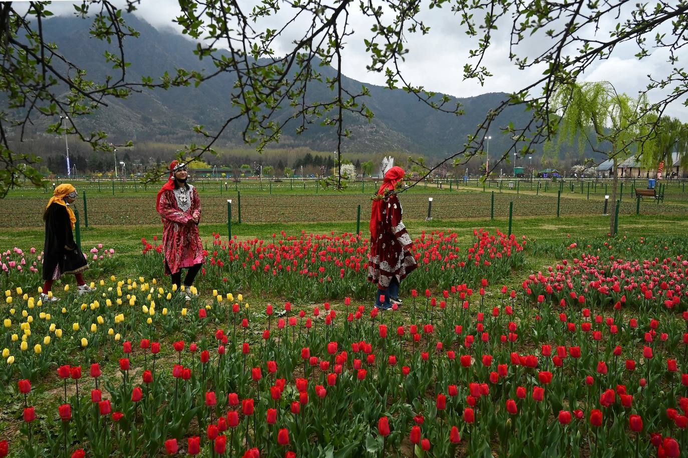 Espectáculo de color en el jardín de tulipanes más grande de Asia