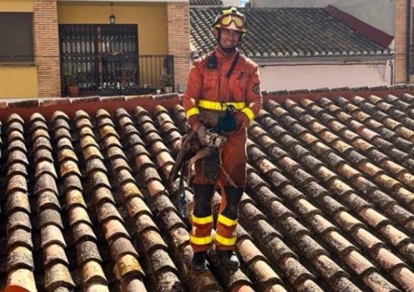 Imagen secundaria 1 - Las aves en distintas imágenes y un efectivo de Bomberos rescatando a una. 