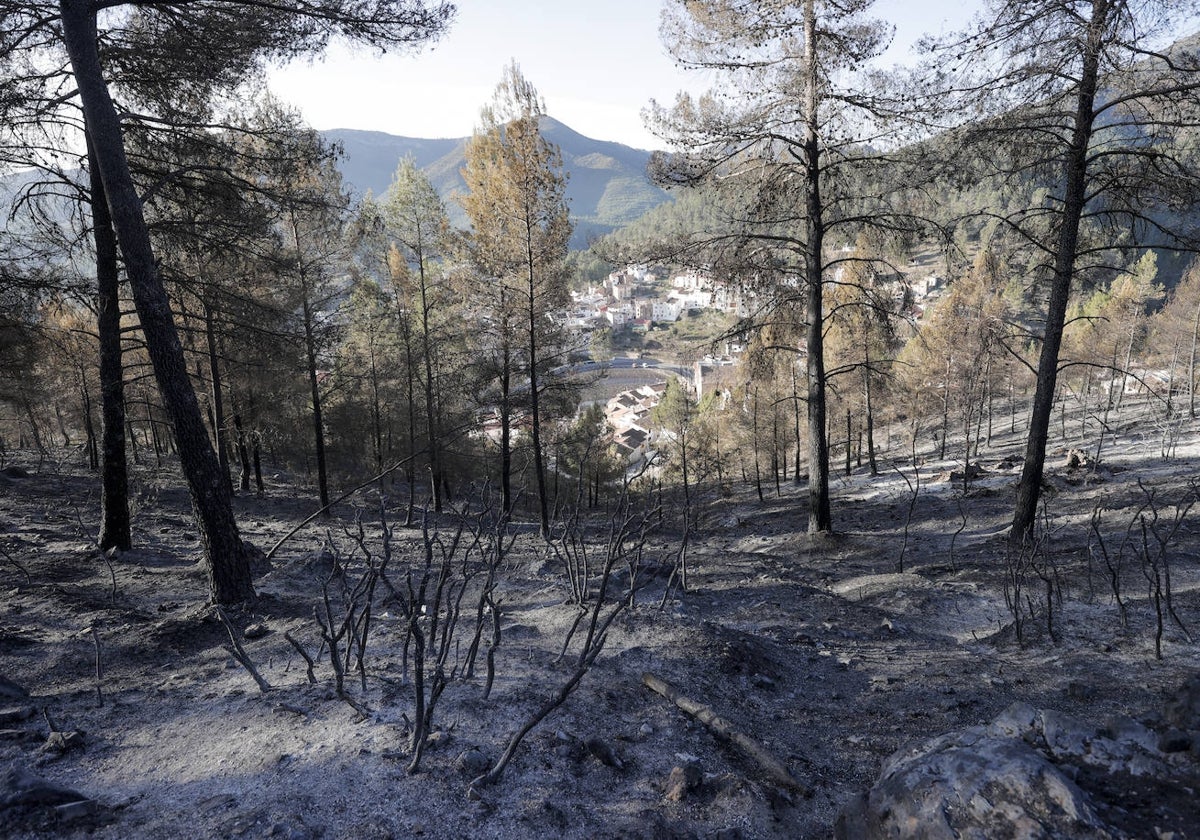 Paisaje desolador en la zona incendiada.