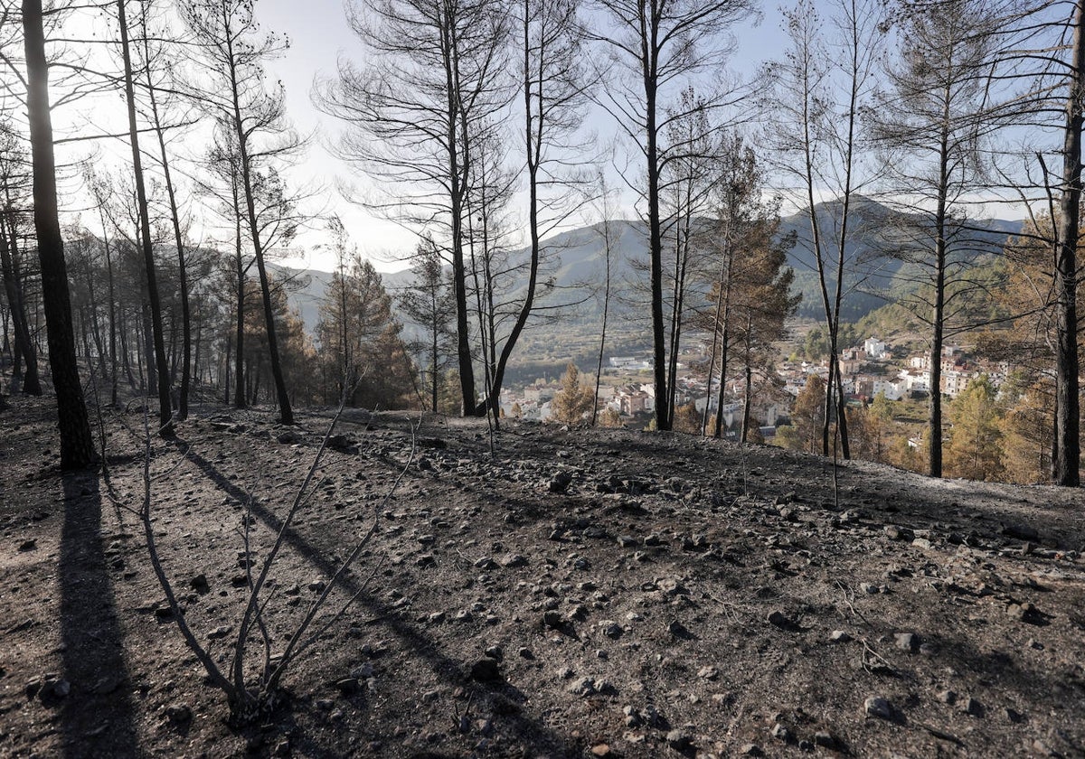 Terreno quemado en el municipio de Montán.