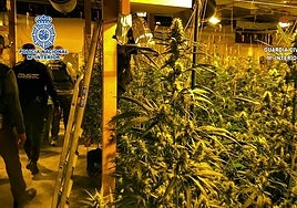 Agentes de la Policía Nacional inspeccionan la plantación de marihuana descubierta en Elda.