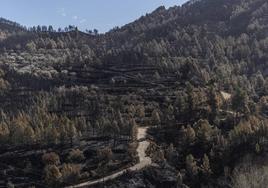 Paraje quemado en Castellón.