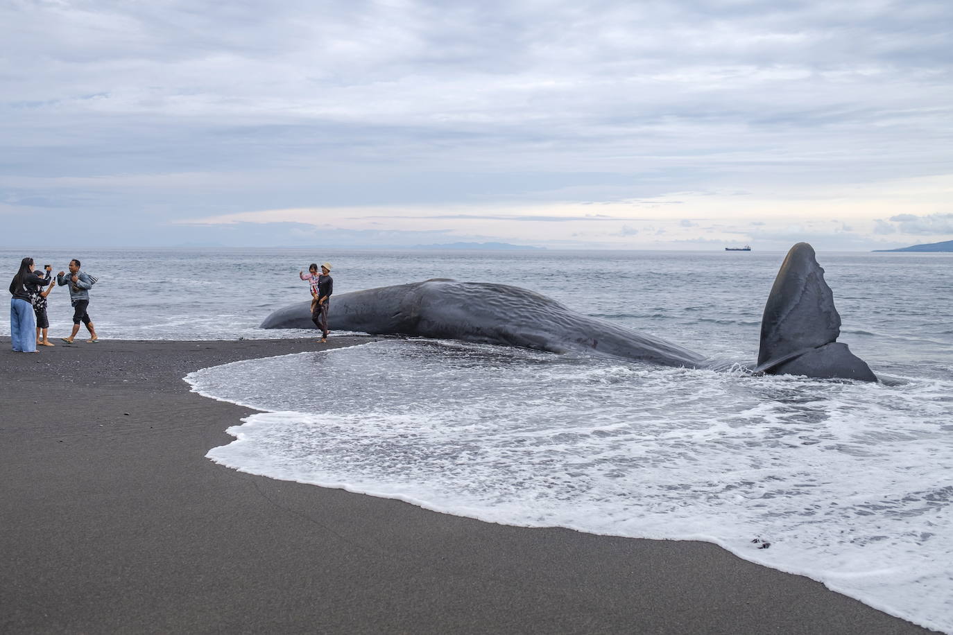 Encuentran el cadaver de una ballena en una playa de Bali, Indonesia