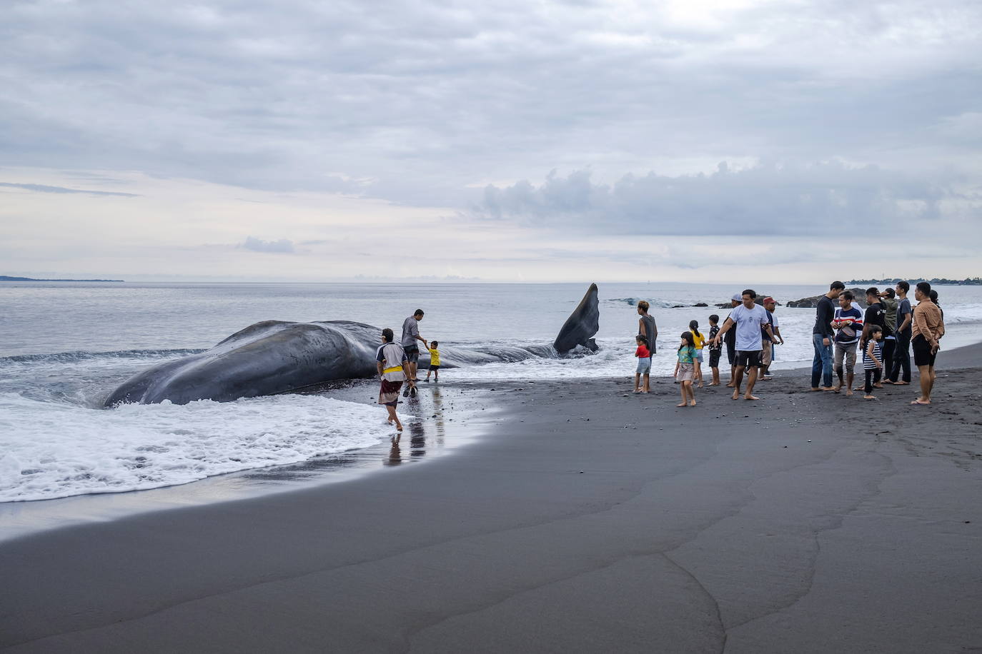 Encuentran el cadaver de una ballena en una playa de Bali, Indonesia