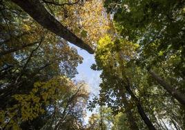 Otoño en el bosque de la Alhambra