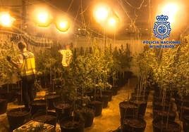 Imagen de la droga intervenida.